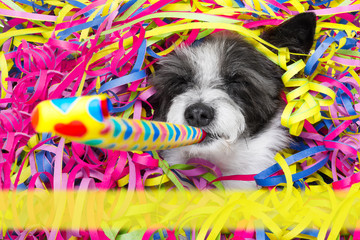 happy new year dog celberation