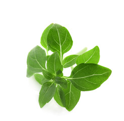 Green oregano plant on white background