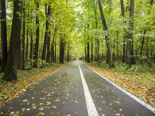 Long straight asphalt alley with white line in autumn park surrounded with trees with fallen yellow leaves