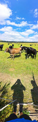 Obraz na płótnie Canvas Vertical panorama with herd of cows on the field.