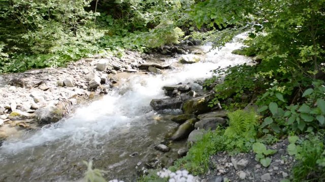 a mountain stream flows in the forest