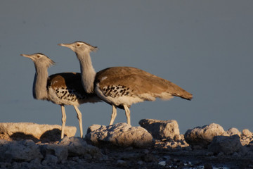 Kori bustard en Namibie