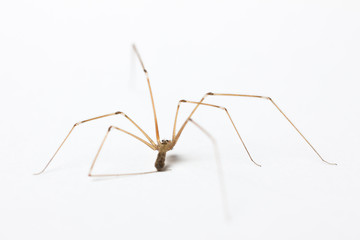 Große Zitterspinne (Pholcus phalangioides)