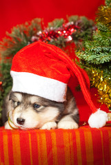 Fototapeta na wymiar Puppy sitting on a red background in a Santa Claus hat