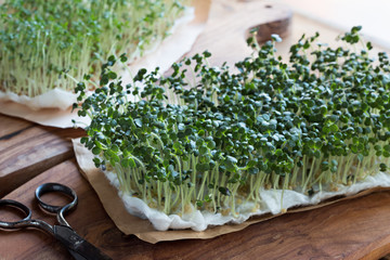 Yellow mustard sprouts on a wooden table