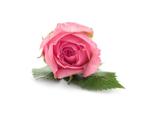 Beautiful rose isolated on white