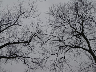 black and white naked tree branches in winter