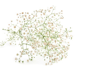 Beautiful gypsophila flowers on white background