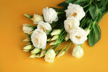 Beautiful flowers on color background