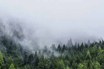 Forest in mist, low clouds in conifers, Austrian alps