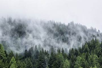 Forest in mist, low clouds in conifers, Austrian alps