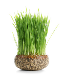 Green wheat grass in flowerpot on white background