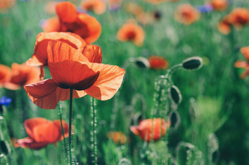 Fototapeta premium Red poppy flowers blooming in the green grass field, floral natural spring background, can be used as image for remembrance and reconciliation day