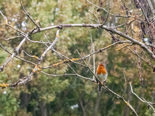 beautiful english robin close up detail sharp on branch autumn winter