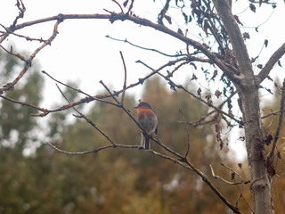 beautiful english robin close up detail sharp on branch autumn winter
