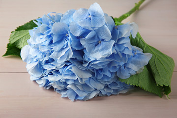 Beautiful blue flowers on light background