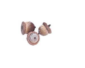 Autumn dry oak acorn nuts isolated on white background