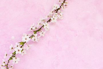 White apricot spring flowers on the grunge pink background with copyspace. Seasonal and greeting concept.