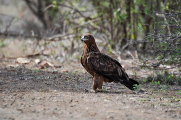 bird of africa