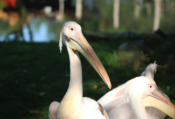 Great white pelican