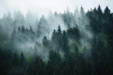 Papier peint photo  Misty landscape with fir forest in hipster vintage retro style  © Roxana