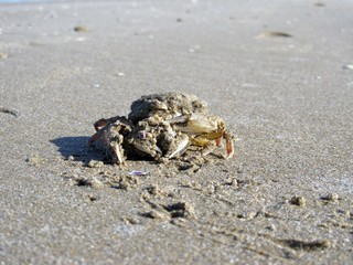 crab in the sand