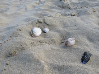 Fototapeta na wymiar shells