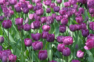 tulips - 176016213
