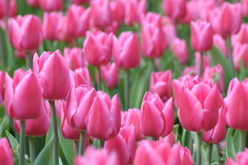 tulips - 176016253