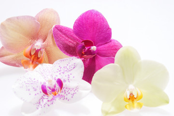 Fototapeta na wymiar Verschiedene Orchideenblüten