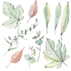 watercolor leaves collection.