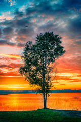 Naklejka na ściany i meble Beautifull tree on red sunset on lake with blue sky and clouds