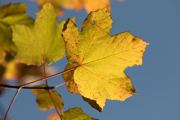 Fototapeta na wymiar Foglia gialla in autunno nel cielo azzurro