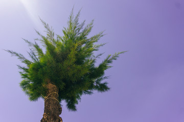 Summer palm tree like christmas tree in the blue sky background. Rich tropic colors. Exotic texture. Green pine in the trip. Copy space.