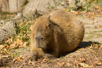 Capibara o maiale d'acqua