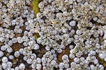 Acorn barnacles