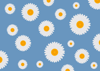Flowers of white daisy on a blue background. Vector illustration.