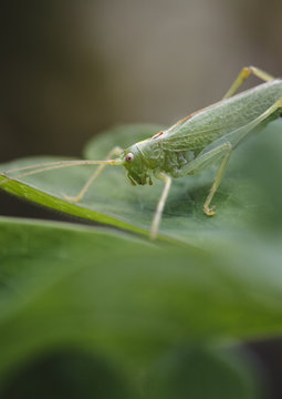 A male Oak Bush Cricket (Meconema thalassinum). Norfolk, UK.