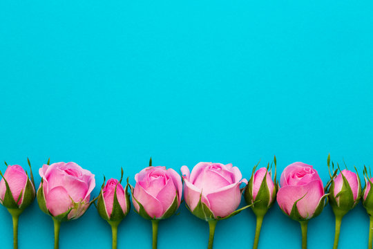 Pink rosebuds against blue
