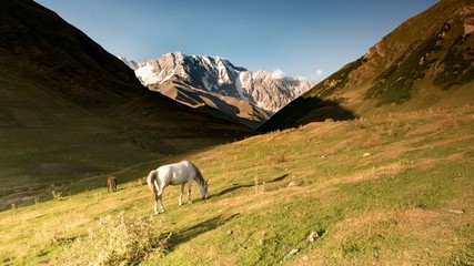 Fototapeta premium Panoramic view on Shkara mountain with wild horse, Georgia.