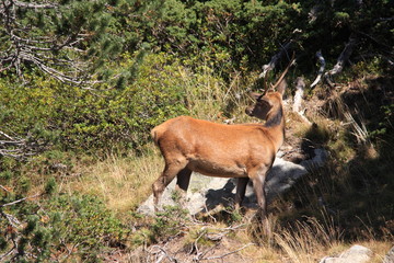 Naklejka na ściany i meble young red deer in Pyrenees, Cervus elaphus