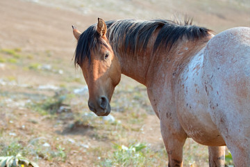 Wild Horse - Red Roan Stallion looking back in the Pryor Mountains Wild Horse Range in Montana United States