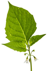 Flowers and leaves of black nightshade, lat. Solanum nígrum, poisonous plant, isolated on white background