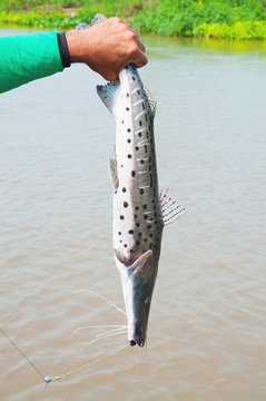 Hands of a fisherman holding a Pintado, leather fish with black rounded pints