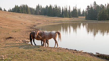 Red Roan Stallion and Bay Stallion wild horses at the waterhole in the Pryor Mountains Wild Horse...