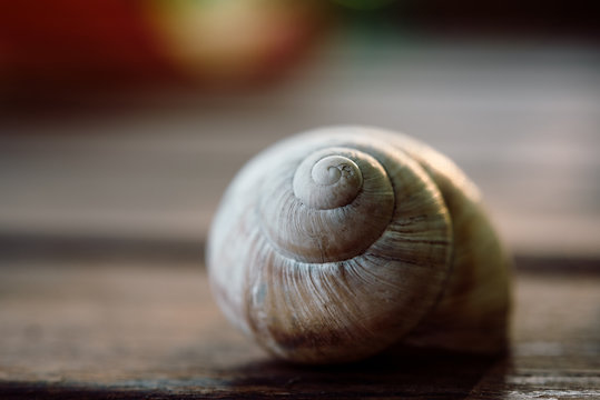 Snail shell on a wooden surface