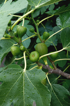 Figs on a tree in summer