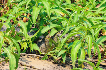 Alligator camouflaged among the green plants