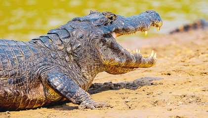Alligator taking a sunbath on a sandbank on the margins of a river