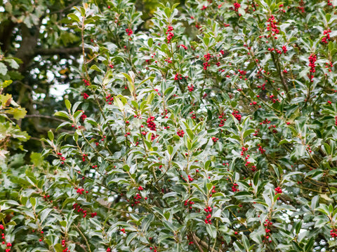 growing fresh berries on green tree leaves background
